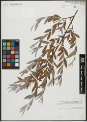 Foto von Salix alba subsp. alba L.